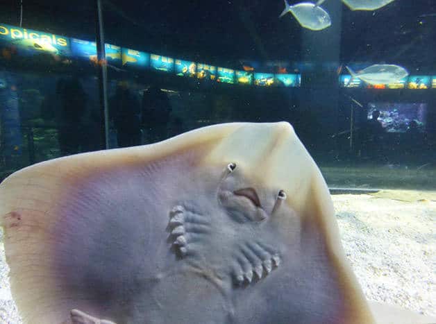 ray in Barcelona aquarium