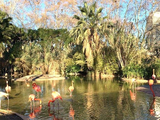 Barcelona zoo: pink flamingos