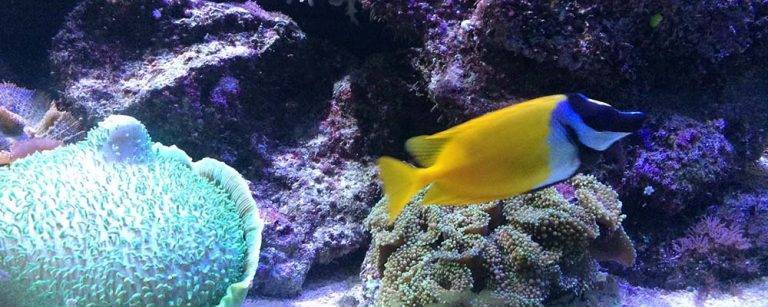 Barcelona Aquarium: immerse yourself in an underwater world